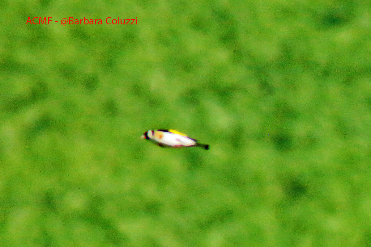 Un cardellino in volo