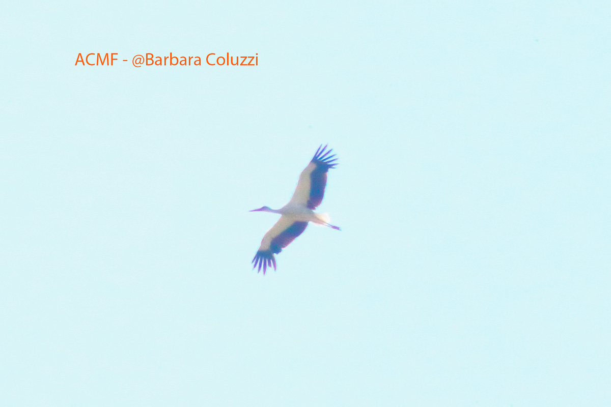 Una cicogna in volo