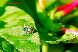 Una mosca verde su una foglia
