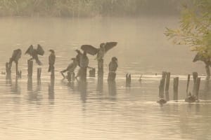 Cormorani nella nebbia