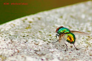 Una mosca verde in primo piano