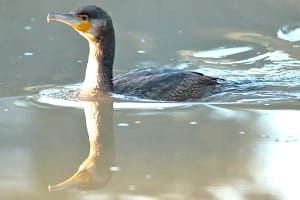 Un cormorano in acqua