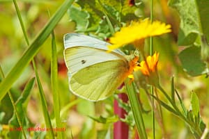 Una farfallina su una margherita gialla