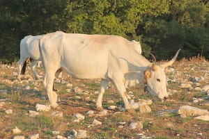 Una mucca dei Monti Aurunci