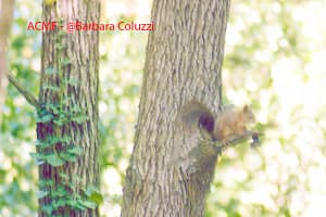 Uno scoiattolo sul pino