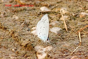 Una farfallina Celastrina argiolus