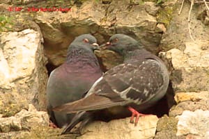 Una coppia di piccioni che si spulciano A)
