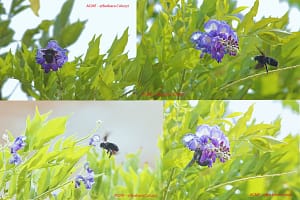 L'ape legnaiola e il fiore