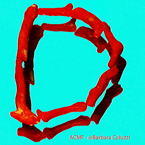 Alfabeto di corallo rosso - D
