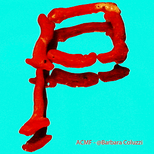 Alfabeto di corallo rosso - P