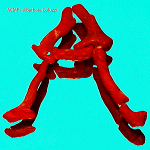 Alfabeto di corallo rosso - A