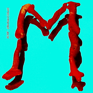 Alfabeto di corallo rosso - M