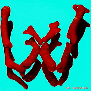 Alfabeto di corallo rosso - W