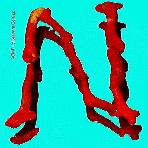 Alfabeto di corallo rosso - N