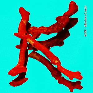 Alfabeto di corallo rosso - K