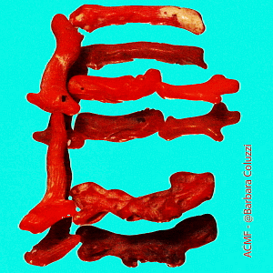 Alfabeto di corallo rosso - E