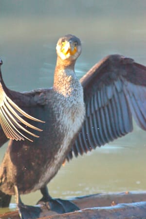 Un cormorano che si asciuga le ali