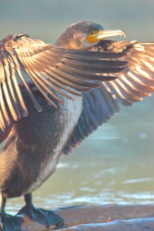 Un cormorano con le ali aperte