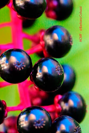 Bacche cittadine - City berries