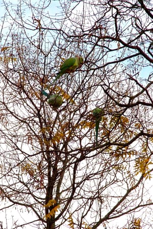 Tre pappagallini su un albero