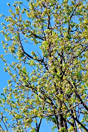Un albero a primavera