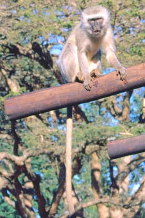 Un macaco espressivo