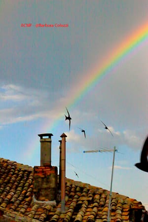 Spicchio di arcobaleno con tetto e rondoni