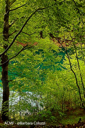 Il lago della grotta del campanaro attraverso la vegetazione