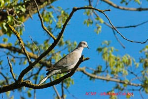 Tortore e piccioni - Doves and pigeons
