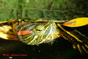 Tartarughe - Turtles
