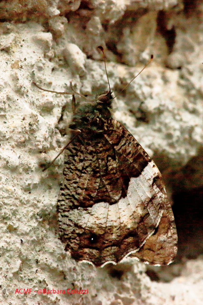 Una farfalla su un muro di pietre