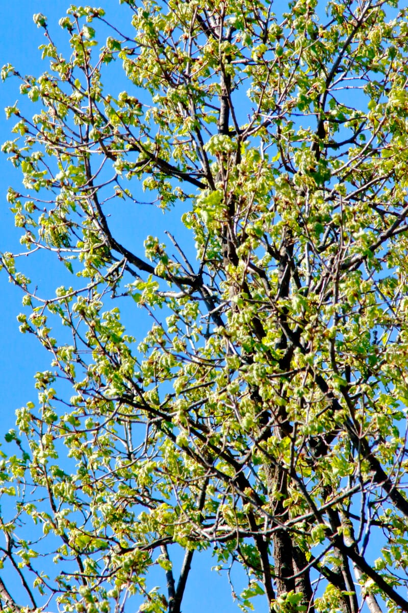 Un albero a primavera