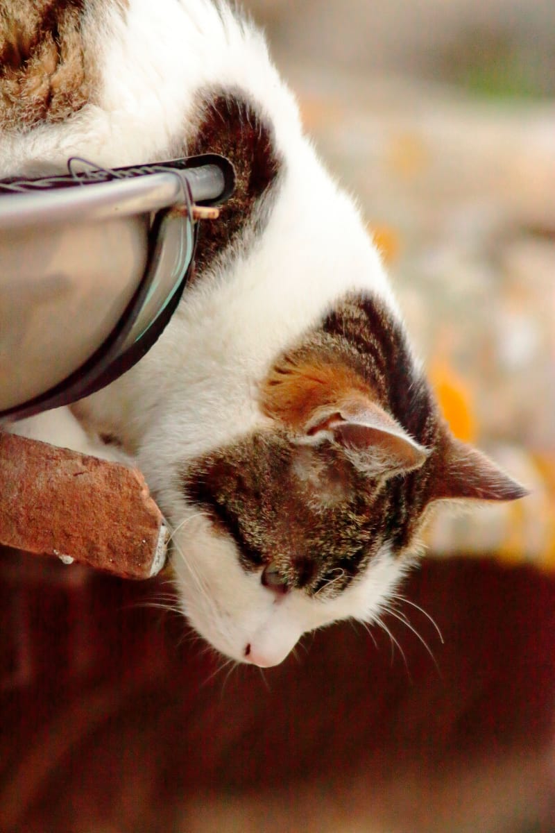 Un gatto sul tetto