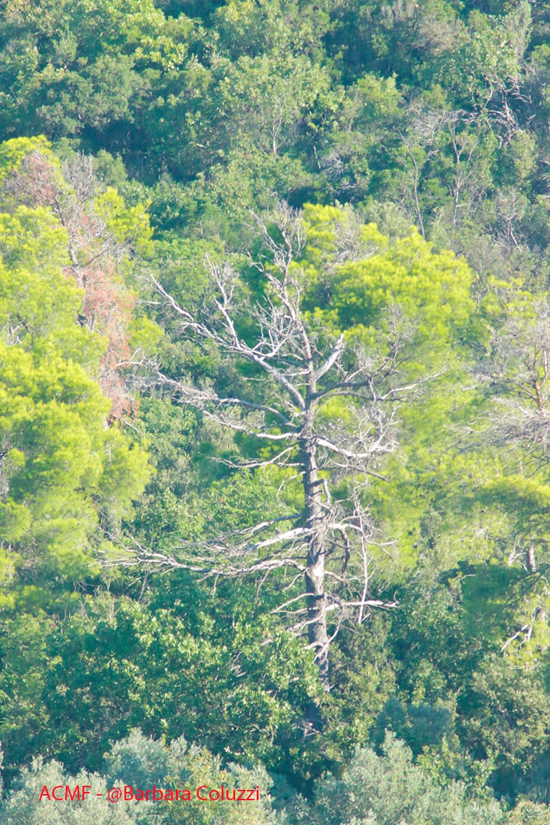 Albero secco nel bosco
