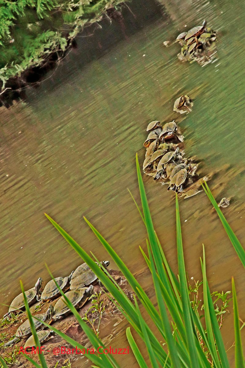 Tante piccole tartarughe nel laghetto