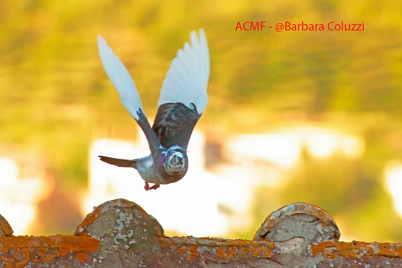 Un piccione ucraino in volo