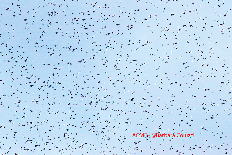Uno stormo di storni - A flock of starlings