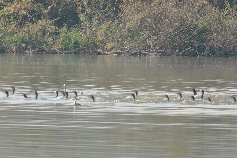 Una fila di cormorani che nuotano