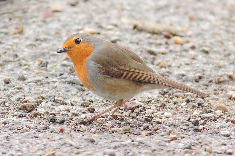 Un pettirosso un po' colpevolizzante