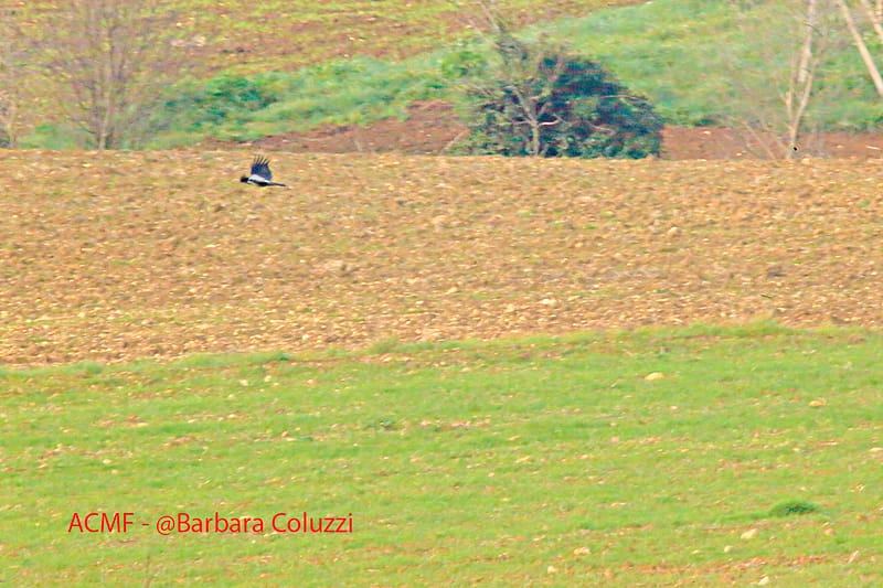 Paesaggio invernale con cornacchia grigia