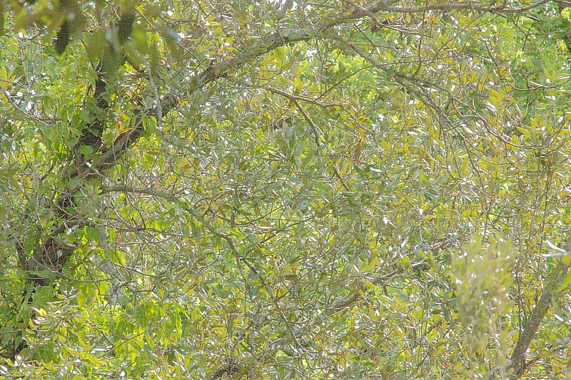 Frammenti di luce tra foglie