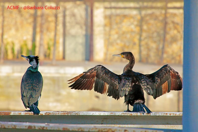 Cormorani sul Lungosenna