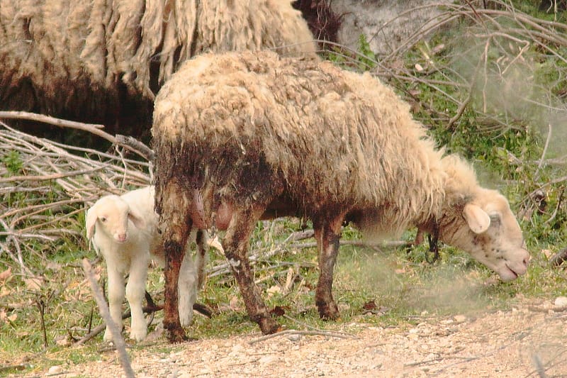 Una pecora e il suo agnellino