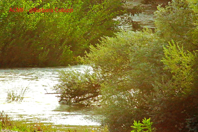 Verde con vento sul Tevere