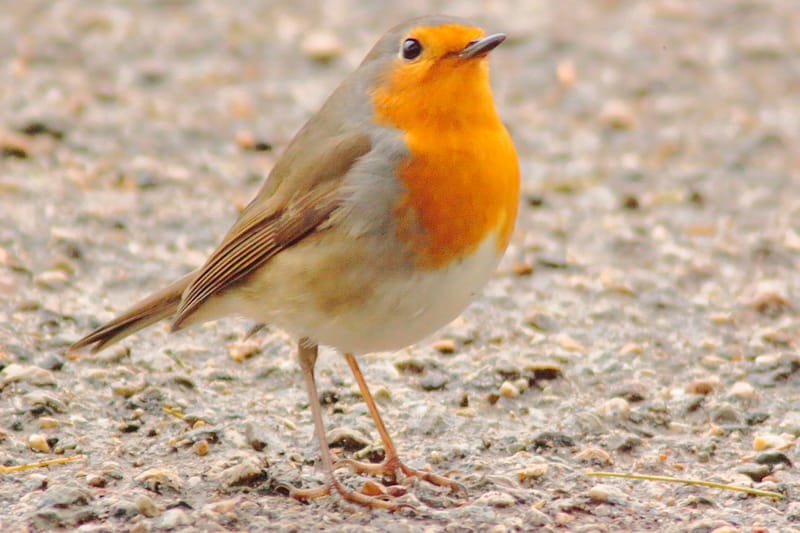 Un pettirosso in primo piano