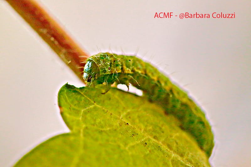 Un bruco verde