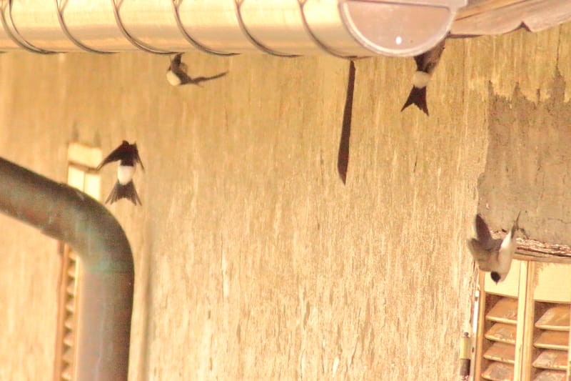 Capriole di balestrucci in volo