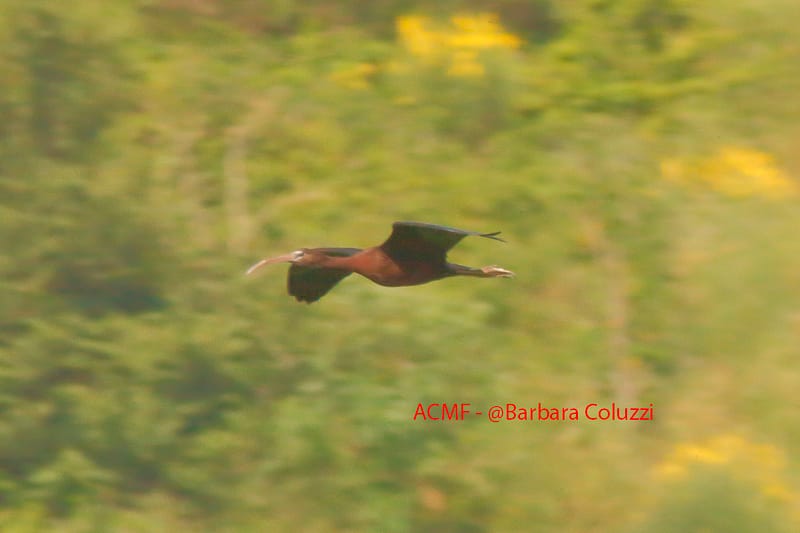 Un mignattaio in volo in campagna