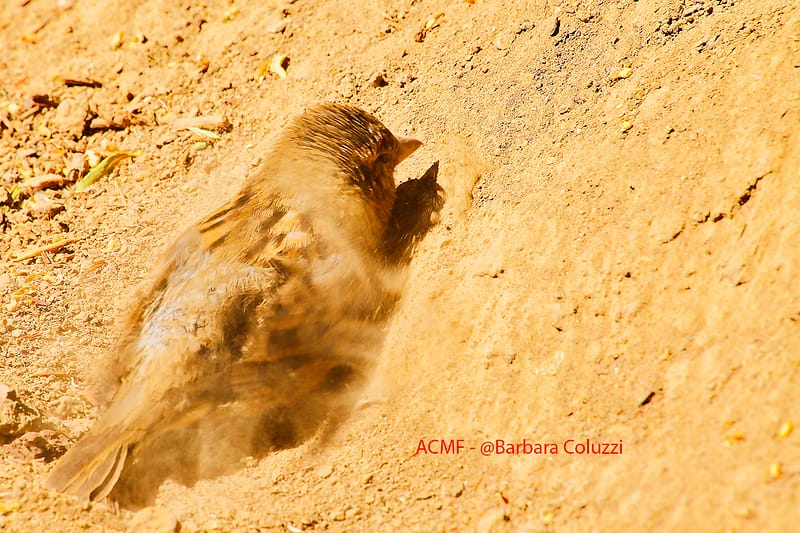 Un passero che sta facendo il suo bagno di polvere