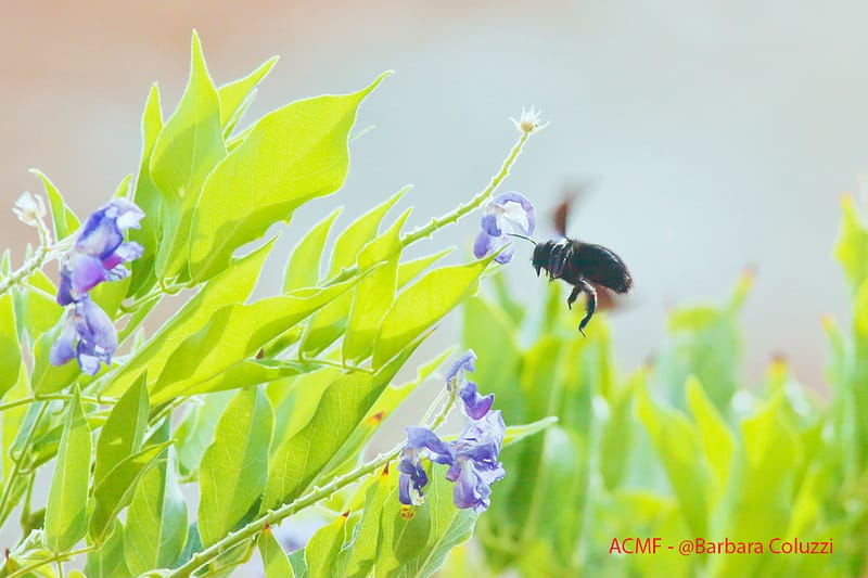 L'ape legnaiola e il fiore C)